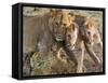 Young Lions (Panthera Leo), Masai Mara National Reserve, Kenya, East Africa, Africa-null-Framed Stretched Canvas