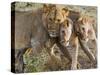 Young Lions (Panthera Leo), Masai Mara National Reserve, Kenya, East Africa, Africa-null-Stretched Canvas