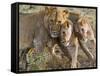 Young Lions (Panthera Leo), Masai Mara National Reserve, Kenya, East Africa, Africa-null-Framed Stretched Canvas