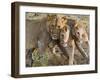 Young Lions (Panthera Leo), Masai Mara National Reserve, Kenya, East Africa, Africa-null-Framed Photographic Print