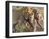 Young Lions (Panthera Leo), Masai Mara National Reserve, Kenya, East Africa, Africa-null-Framed Photographic Print