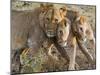 Young Lions (Panthera Leo), Masai Mara National Reserve, Kenya, East Africa, Africa-null-Mounted Photographic Print