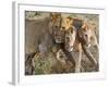 Young Lions (Panthera Leo), Masai Mara National Reserve, Kenya, East Africa, Africa-null-Framed Photographic Print