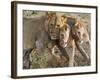 Young Lions (Panthera Leo), Masai Mara National Reserve, Kenya, East Africa, Africa-null-Framed Photographic Print