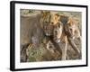 Young Lions (Panthera Leo), Masai Mara National Reserve, Kenya, East Africa, Africa-null-Framed Photographic Print