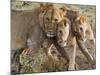 Young Lions (Panthera Leo), Masai Mara National Reserve, Kenya, East Africa, Africa-null-Mounted Photographic Print