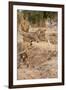 Young Lions (Panthera Leo)-Michele Westmorland-Framed Premium Photographic Print