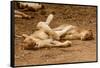 Young Lions (Panthera Leo)-Michele Westmorland-Framed Stretched Canvas