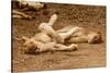 Young Lions (Panthera Leo)-Michele Westmorland-Stretched Canvas