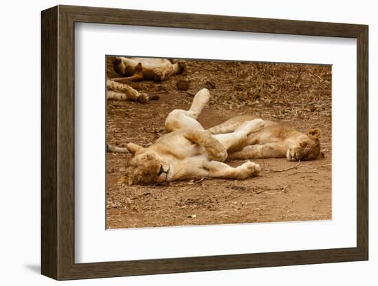Young Lions (Panthera Leo)-Michele Westmorland-Framed Photographic Print