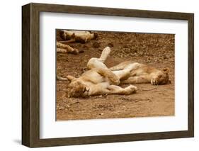 Young Lions (Panthera Leo)-Michele Westmorland-Framed Photographic Print