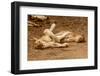 Young Lions (Panthera Leo)-Michele Westmorland-Framed Photographic Print