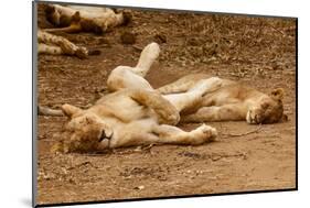 Young Lions (Panthera Leo)-Michele Westmorland-Mounted Photographic Print