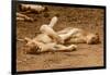 Young Lions (Panthera Leo)-Michele Westmorland-Framed Photographic Print