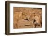 Young Lions (Panthera Leo)-Michele Westmorland-Framed Photographic Print