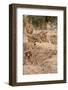 Young Lions (Panthera Leo)-Michele Westmorland-Framed Photographic Print