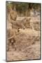 Young Lions (Panthera Leo)-Michele Westmorland-Mounted Photographic Print
