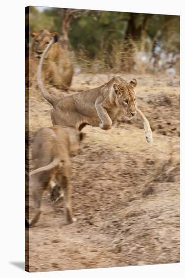 Young Lions (Panthera Leo)-Michele Westmorland-Stretched Canvas