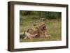 Young Lions Relaxing-Circumnavigation-Framed Photographic Print