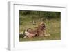 Young Lions Relaxing-Circumnavigation-Framed Photographic Print