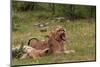 Young Lions Relaxing-Circumnavigation-Mounted Photographic Print