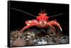 Young Long clawed squat lobster, Loch Linnhe, Scotland-Alex Mustard-Framed Stretched Canvas