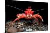 Young Long clawed squat lobster, Loch Linnhe, Scotland-Alex Mustard-Stretched Canvas