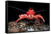 Young Long clawed squat lobster, Loch Linnhe, Scotland-Alex Mustard-Framed Stretched Canvas