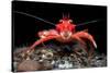 Young Long clawed squat lobster, Loch Linnhe, Scotland-Alex Mustard-Stretched Canvas