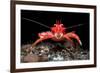 Young Long clawed squat lobster, Loch Linnhe, Scotland-Alex Mustard-Framed Photographic Print