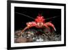 Young Long clawed squat lobster, Loch Linnhe, Scotland-Alex Mustard-Framed Photographic Print