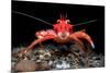 Young Long clawed squat lobster, Loch Linnhe, Scotland-Alex Mustard-Mounted Photographic Print