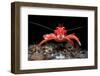 Young Long clawed squat lobster, Loch Linnhe, Scotland-Alex Mustard-Framed Photographic Print