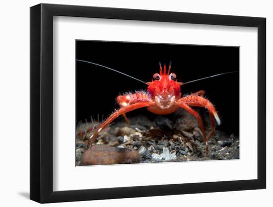 Young Long clawed squat lobster, Loch Linnhe, Scotland-Alex Mustard-Framed Photographic Print