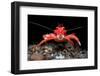 Young Long clawed squat lobster, Loch Linnhe, Scotland-Alex Mustard-Framed Photographic Print