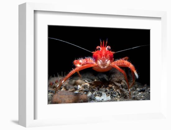 Young Long clawed squat lobster, Loch Linnhe, Scotland-Alex Mustard-Framed Photographic Print