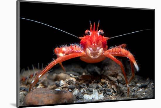 Young Long clawed squat lobster, Loch Linnhe, Scotland-Alex Mustard-Mounted Photographic Print