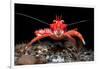 Young Long clawed squat lobster, Loch Linnhe, Scotland-Alex Mustard-Framed Photographic Print