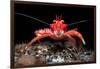 Young Long clawed squat lobster, Loch Linnhe, Scotland-Alex Mustard-Framed Photographic Print