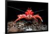 Young Long clawed squat lobster, Loch Linnhe, Scotland-Alex Mustard-Framed Photographic Print