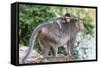 Young Long-Tailed Macaque (Macaca Fascicularis) Atop its Mother in Angkor Thom-Michael Nolan-Framed Stretched Canvas