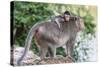 Young Long-Tailed Macaque (Macaca Fascicularis) Atop its Mother in Angkor Thom-Michael Nolan-Stretched Canvas