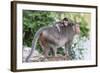 Young Long-Tailed Macaque (Macaca Fascicularis) Atop its Mother in Angkor Thom-Michael Nolan-Framed Photographic Print