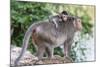 Young Long-Tailed Macaque (Macaca Fascicularis) Atop its Mother in Angkor Thom-Michael Nolan-Mounted Photographic Print