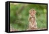 Young Long-Tailed Macaque (Macaca Fascicularis) in Angkor Thom-Michael Nolan-Framed Stretched Canvas