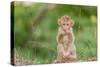 Young Long-Tailed Macaque (Macaca Fascicularis) in Angkor Thom-Michael Nolan-Stretched Canvas