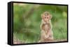 Young Long-Tailed Macaque (Macaca Fascicularis) in Angkor Thom-Michael Nolan-Framed Stretched Canvas