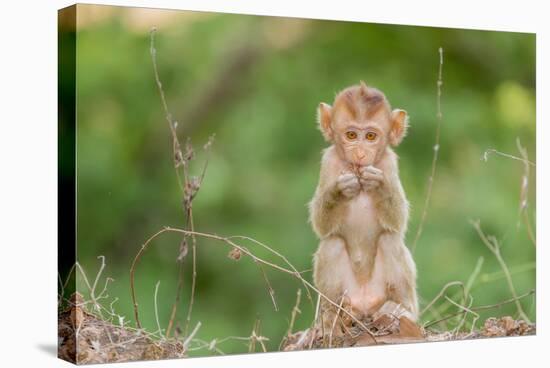 Young Long-Tailed Macaque (Macaca Fascicularis) in Angkor Thom-Michael Nolan-Stretched Canvas