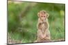 Young Long-Tailed Macaque (Macaca Fascicularis) in Angkor Thom-Michael Nolan-Mounted Photographic Print