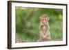 Young Long-Tailed Macaque (Macaca Fascicularis) in Angkor Thom-Michael Nolan-Framed Photographic Print